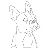 boston terrier dog